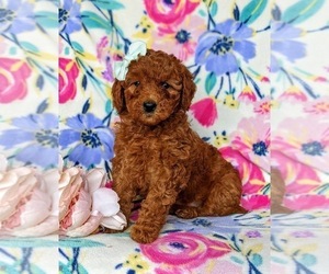 Miniature Labradoodle Puppy for sale in NOTTINGHAM, PA, USA