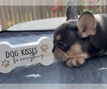 Small Photo #17 French Bulldog Puppy For Sale in ROUND ROCK, TX, USA