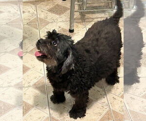Shih Tzu-Unknown Mix Dogs for adoption in San Antonio, TX, USA