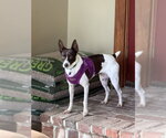 Small #4 Rat Terrier