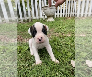 American Bulldog Dog for Adoption in WINTERVILLE, Georgia USA