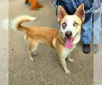 Small #1 Siberian Husky Mix
