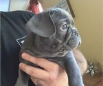 Small Photo #5 French Bulldog Puppy For Sale in TACOMA, WA, USA