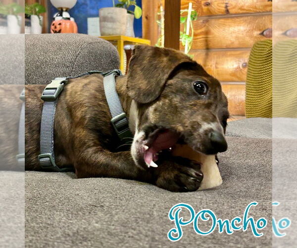 Medium Photo #4 Dachshund-Unknown Mix Puppy For Sale in San Antonio, TX, USA