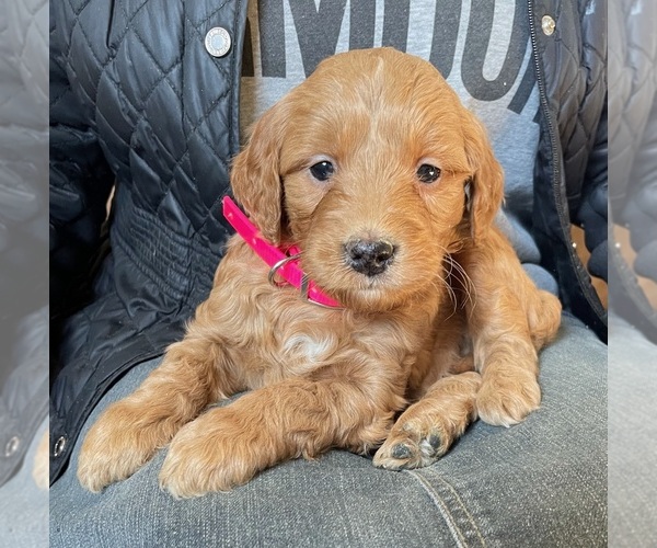 Medium Photo #1 Goldendoodle Puppy For Sale in BERLIN, NJ, USA