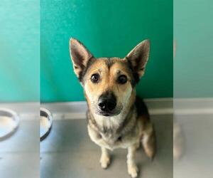 Siberian Husky-Unknown Mix Dogs for adoption in Visalia, CA, USA
