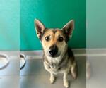 Small Siberian Husky Mix