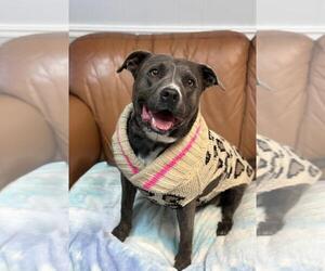Jasmine - Female Mutt Dog for Adoption - Photo #7