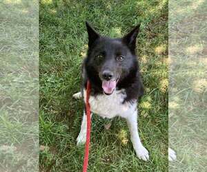 Karelian Bear Dog-Unknown Mix Dogs for adoption in Unionville, PA, USA