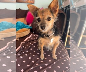 Gracie - Female Mutt Dog for Adoption - Photo #2