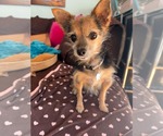 Small Photo #2 Mutt Puppy For Sale in Menifee, CA, USA