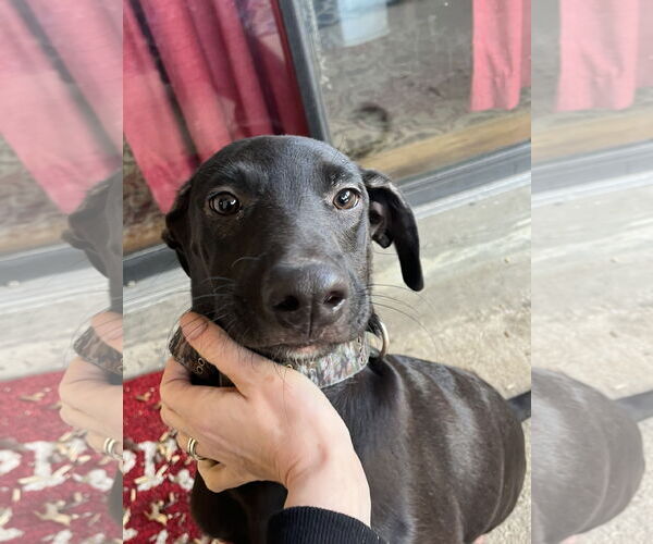 Medium Photo #4 Labrador Retriever-Unknown Mix Puppy For Sale in Virginia Beach, VA, USA