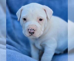 Boxador Dogs for adoption in San Diego, CA, USA