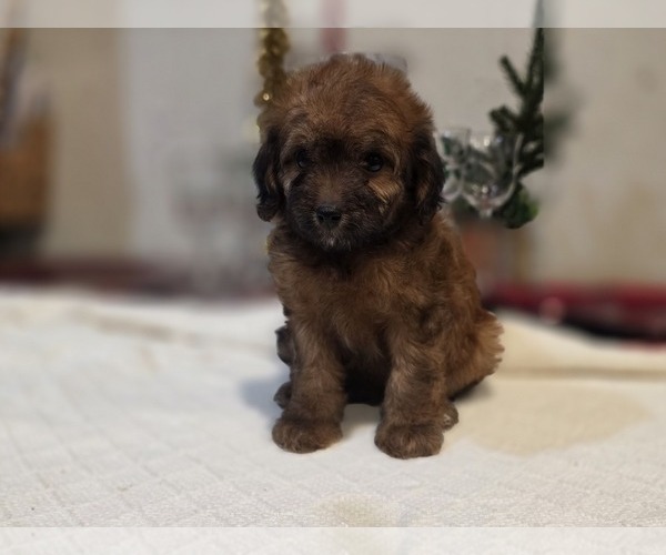 Medium Photo #9 Goldendoodle (Miniature) Puppy For Sale in DUBLIN, TX, USA