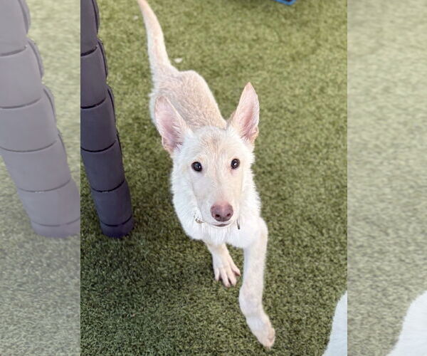 Medium Photo #2 Siberian Husky-Unknown Mix Puppy For Sale in Woodbury, NY, USA
