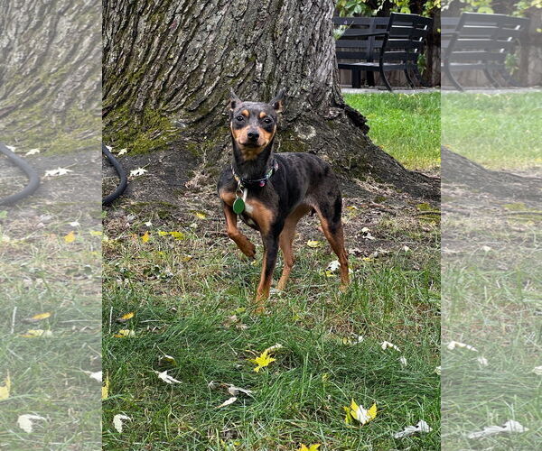 Medium Photo #4 Miniature Pinscher Puppy For Sale in St. Louis Park, MN, USA