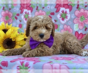 Goldendoodle (Miniature) Puppy for sale in LANCASTER, PA, USA