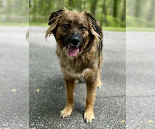 Medium Photo #2 Mutt Puppy For Sale in Clarkesville, GA, USA