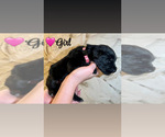 Small #1 Native American Indian Dog-Schnauzer (Giant) Mix