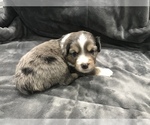 Small Photo #7 Miniature Australian Shepherd Puppy For Sale in YERINGTON, NV, USA