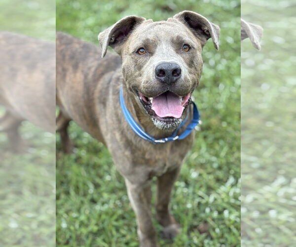 Medium Photo #2 Mutt Puppy For Sale in Virginia Beach, VA, USA