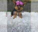 Small #2 Yorkshire Terrier