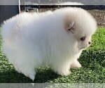 Small #13 Pomeranian