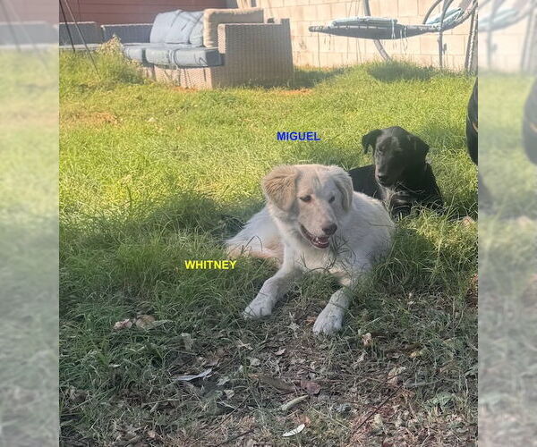 Medium Photo #2 Labrador Retriever-Unknown Mix Puppy For Sale in Woodland Hills, CA, USA