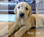 Small #8 Golden Retriever