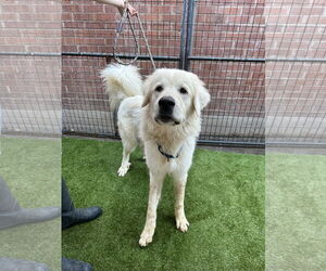 Great Pyrenees Dogs for adoption in Goodyear, AZ, USA