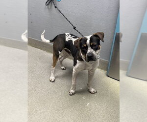 Mutt Dogs for adoption in Las Vegas, NV, USA