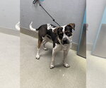 Small Mutt
