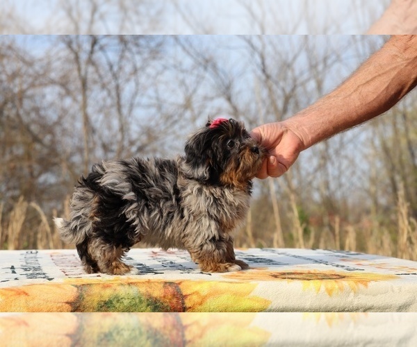 Medium Photo #16 ShihPoo Puppy For Sale in DYERSBURG, TN, USA