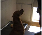 Small #1 Labrador Retriever Mix