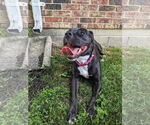 Small #17 American Pit Bull Terrier Mix