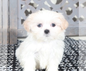 Shih Tzu Puppy for sale in MOUNT VERNON, OH, USA