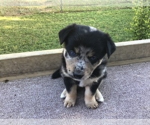 Alaskan Klee Kai-Miniature Australian Shepherd Mix Puppy for sale in GLENDALE, AZ, USA