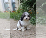 Small #3 Cavapoo