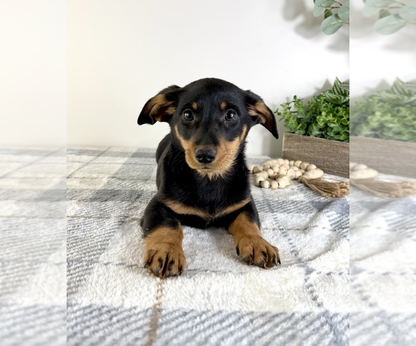 Medium Photo #2 Dorgi Puppy For Sale in GREENFIELD, IN, USA