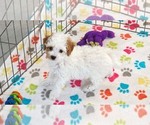 Small #5 Cavapoo (Miniature)-Poodle (Toy) Mix