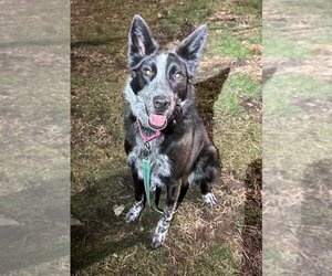 Australian Shepherd-Unknown Mix Dogs for adoption in South Bend, IN, USA