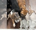 Small #7 Beagle-Mountain Cur Mix