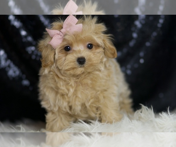Medium Photo #5 Maltipoo Puppy For Sale in WARSAW, IN, USA