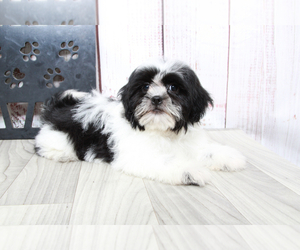 Zuchon Puppy for sale in MARIETTA, GA, USA