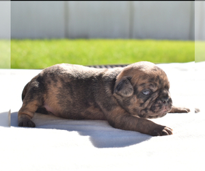 Pug Puppy for sale in PALM COAST, FL, USA