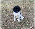 Small #9 Goldendoodle