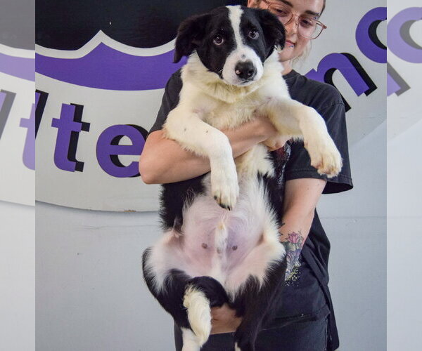 Medium Photo #3 Border Collie Puppy For Sale in Huntley, IL, USA