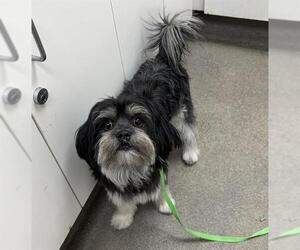 Maltese Dogs for adoption in HESPERIA, CA, USA