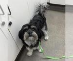 PEPPER - Male Maltese Dog for Adoption - Small photo