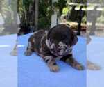 Small Photo #3 Labradoodle Puppy For Sale in NAPLES, FL, USA